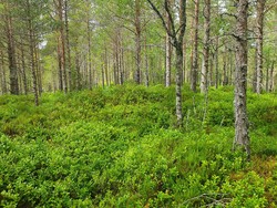 Asphaugen