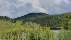 Ringrøysnatten