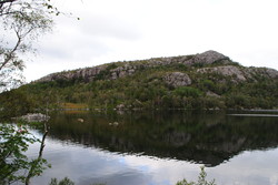 Torenipen