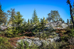 Grasåsen