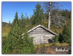 Bakkabua