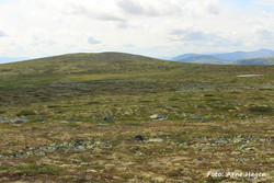 Veslegråhøgda