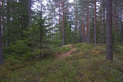 Langmyråsen
