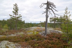 Bjørketjennvarden