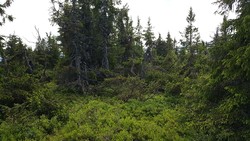 Koksliseterhaugen