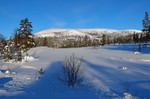 Gråvola