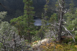 Blomlihøgda