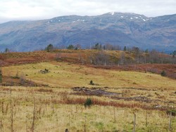 Mistelhaugen