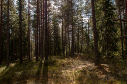 Hanseleinhøgda
