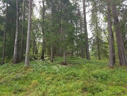 Bekkedalshaugen