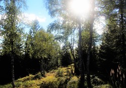 Vikerås