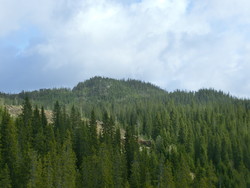 Holmhøgåsen