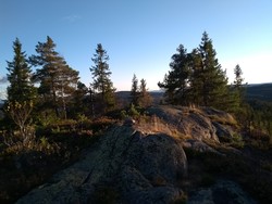 Stuteskallen