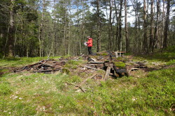 Skogborg (ruin)