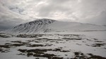 Gråvåhøe