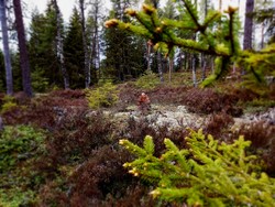 Joggekjølen
