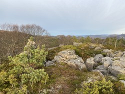 Risåsknuten