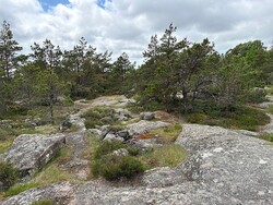 Gangsrødnuten