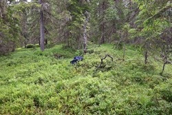 Poiamarkkampen