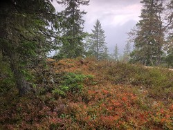 Aklangsbrenna
