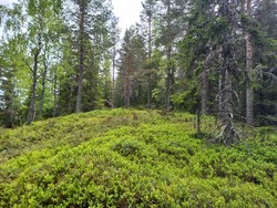 Skjulsteinhøgda