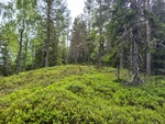 Skjulsteinhøgda