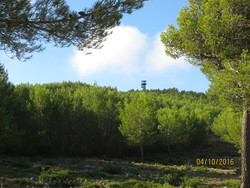 Plana de Vilarrassa