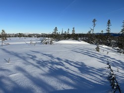 Langseterheia
