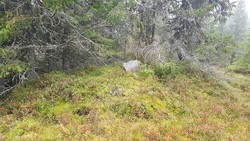 Måråbeithaugen