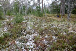 Haugkollen