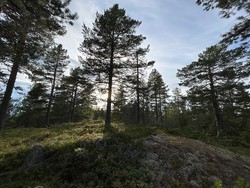 Kolle ved Verptjern