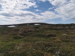 Høgevarden
