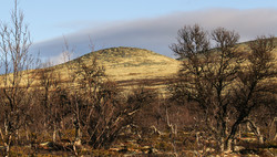 Brennhøgda
