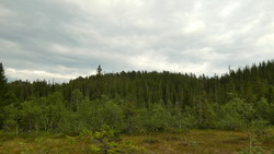 Kartjønnåsen