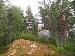 Høgskarva