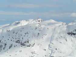 Gallhøpiggane