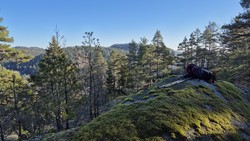 Hestaggåsen