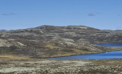 Skjortevarden
