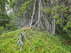 Kronglehaugen