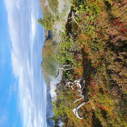 Gråknubben