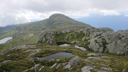 Skorvenuten
