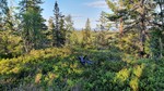 Høgås