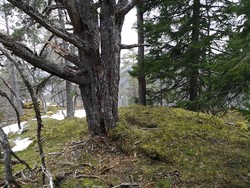 Tytebærhaugen