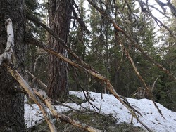 Vardakambtoppen