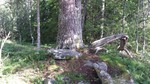 Asplihaugen