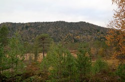 Lauvåsen