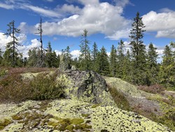 Guribrenna