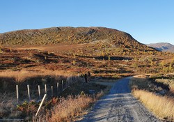 Hauganøse