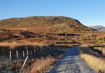 Hauganøse