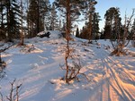 Tomsåsen